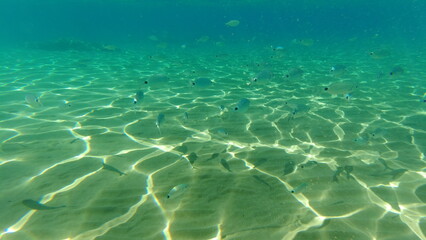 Underwater world on Crete in October 2023