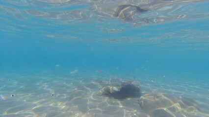 Underwater world on Crete in October 2023