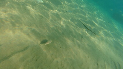 Underwater world on Crete in October 2023