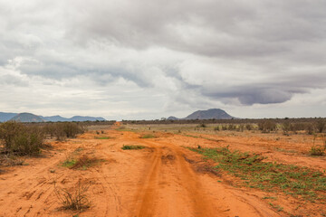 A panoramic view of savannah grassland with acacia trees growing in the wild at Tsavo East National Park, Kenya