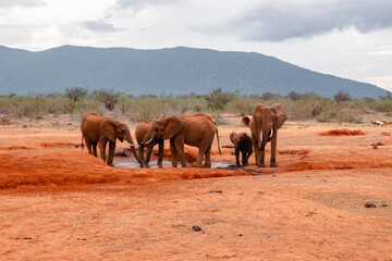 Obraz premium A herd of Elephants at a watering hole in Tsavo East National Park, Kenya