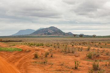 A dirt road in the wild at Tsavo East National Park, Kenya
