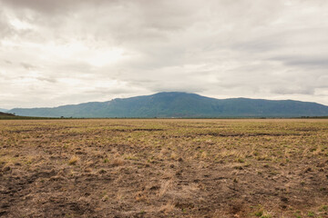 A panoramic view of savannah grassland with acacia trees growing in the wild at Tsavo East National Park, Kenya