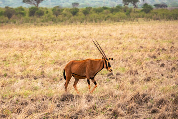 A lone Fringe-eared oryx in Tsavo East National Park, Kenya
