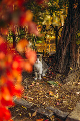 Fototapeta premium cat in autumn forest