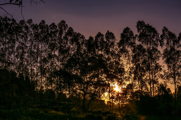 sunset in the forest