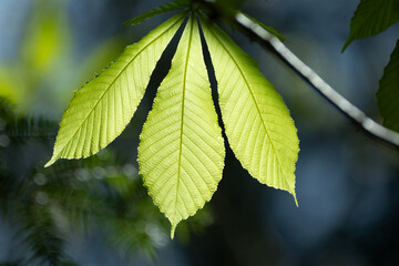 新緑の葉
