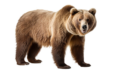 Grizzly Bear on a Transparent Background - Generative AI