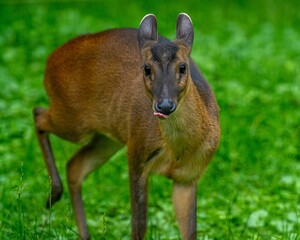a small deer in a field of grass looking at the camera