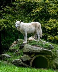 Fototapeta premium the dog stands on a pile of rocks by itself, staring