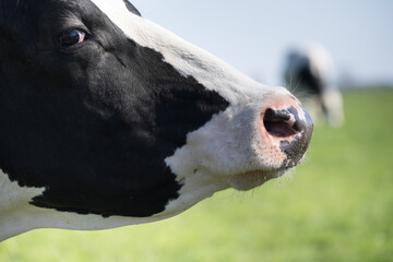 Side view with focus on the nose and eye of a black and white proud, arrogant and wary cow in a green pasture. Blurred grazing cow in background with blue sky - obrazy, fototapety, plakaty