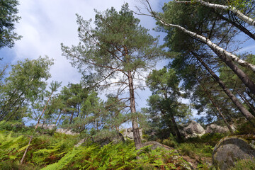 Denecourt hiking path in the Apremont gorges. Fontainebleau forest