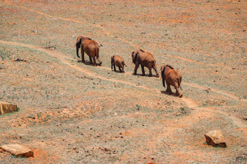 A herd of Elephants at a watering hole in Tsavo East National Park, Kenya