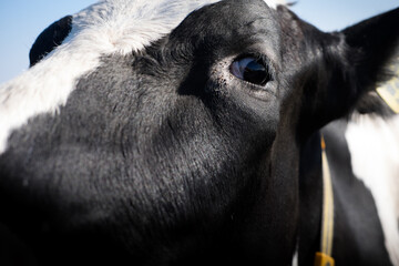 Left side of the head of a black and white cow with yellow collar looking in the camera. Focus on the eye and eyelashes. In the eye reflects a meadow landscape with fence. Narrow depth of field