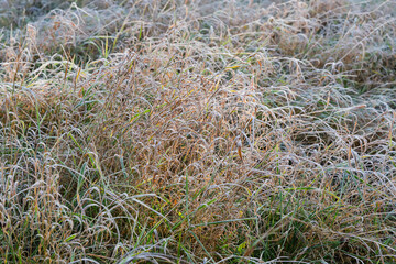 High grass covered with hoarfrost on meadow in sunny morning