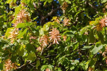 Branches of hornbeam with green leaves and ripe seed catkins