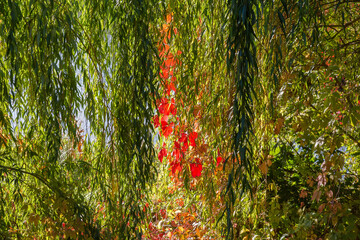 Background of willow branches and maiden grapes stems hanging down - obrazy, fototapety, plakaty