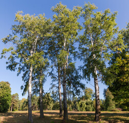Old aspens in the autumn park in sunny morning