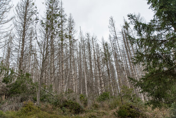 dying trees forest dieback in german national park