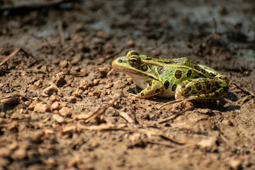 frog on the ground