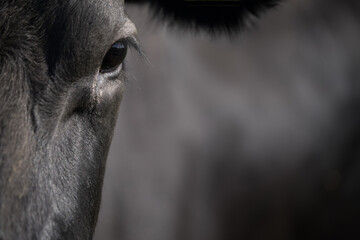 Front view of a part of the face of a black cow. Focus on the eye and eyelashes. Right space for text