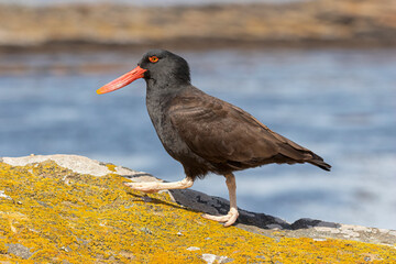 Blackish Oystercatcher walking along a rocky shoreline