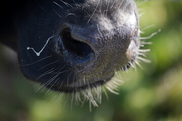 Close-up of a all-black cow lit sideways by the sun. Focus on the animal's shiny nose and hair. A string of mucus is on the nose. Narrow depth of field, green blurred background