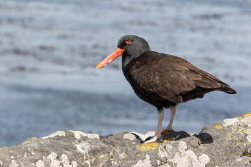 Blackish Oystercatcher alert and stood on a rocky shoreline