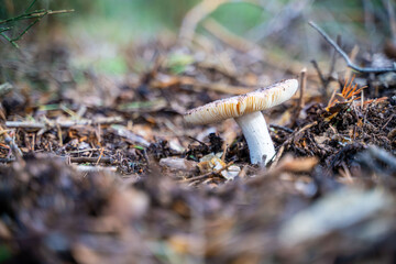 Wild mushrooms on the floor of a forest during autumn, copy space