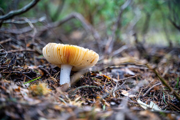 Wild mushrooms on the floor of a forest during autumn, copy space