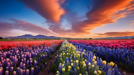 Fototapeten Panorama of tulip field at sunset in Holland, Netherlands. © Michelle