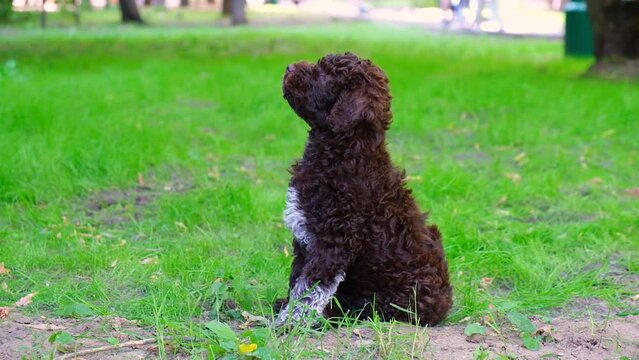 Cute brown puppy lagotto romagnolo sitting on the grass looking around and at the camera in summer. Slow motion.