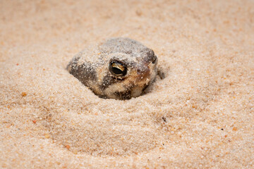 The Desert Rain Frog, Web-footed Rain Frog, or Boulenger's Short-headed Frog (Breviceps macrops) is...