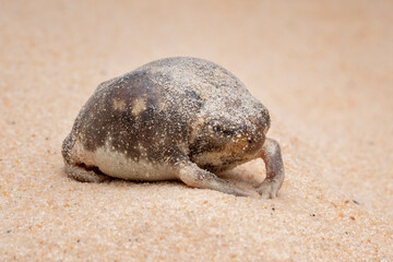 Fototapeta na wymiar The Desert Rain Frog, Web-footed Rain Frog, or Boulenger's Short-headed Frog (Breviceps macrops) is a species of frog in the family Brevicipitidae. It is found in Namibia and South Africa.