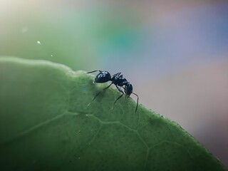 ant on a leaf