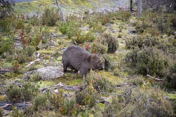 Foto op Plexiglas Cradle Mountain Tasmanian Common Wombat