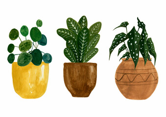 3 House Plants Gouache Illustration
Isolated on White Background