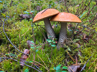 Fototapeta premium Edible mushrooms grow in the forest. Mushroom picking.