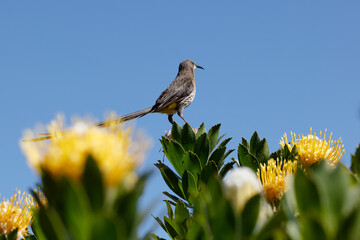 Male Cape Sugarbird perched on a flowering yellow pincushion fynbos plant.
