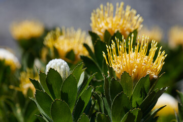 Yellow pincushion in flower with multiple blooms, close up. Species: Leucospermum conocarpodendron