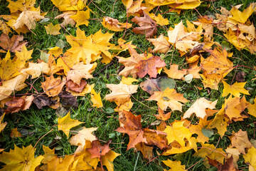 Naklejka na ściany i meble Yellow, brown and red maple leaves in long green grass. Autumn and weather