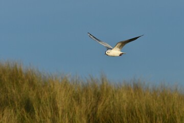 Mouette en rase motte au dessus de la dune