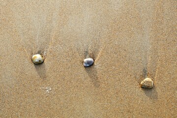 Galets échoués sur le sable à marée basse