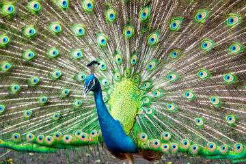 Naklejka premium Portrait of a elegant Indian male peacock bird displaying his beautiful feather tail in a public park