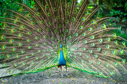 Portrait of a elegant Indian male peacock bird displaying his beautiful feather tail in a public park