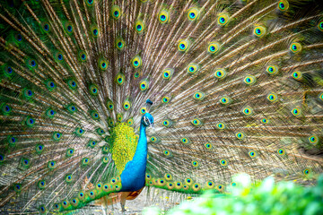 Naklejka premium Portrait of a elegant Indian male peacock bird displaying his beautiful feather tail in a public park