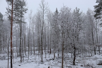 snow covered trees