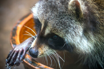Common raccoon in a zoo, Raccoon are a native North American mammal. This is the largest species in...