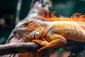 Foto op Canvas Common iguana portrait is resting in a public park. This is the residual dinosaur reptile that needs to be preserved in the natural world © huythoai