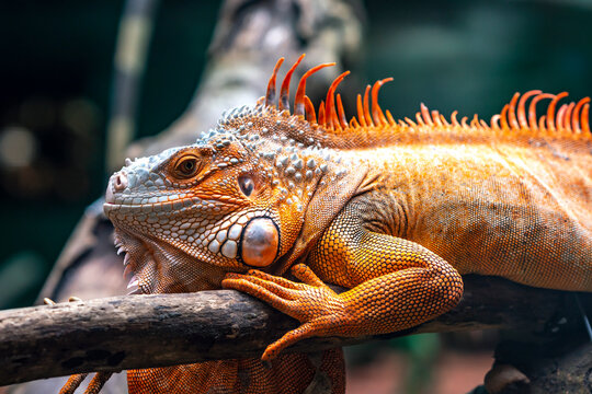 Common Iguana Portrait Is Resting In A Public Park. This Is The Residual Dinosaur Reptile That Needs To Be Preserved In The Natural World